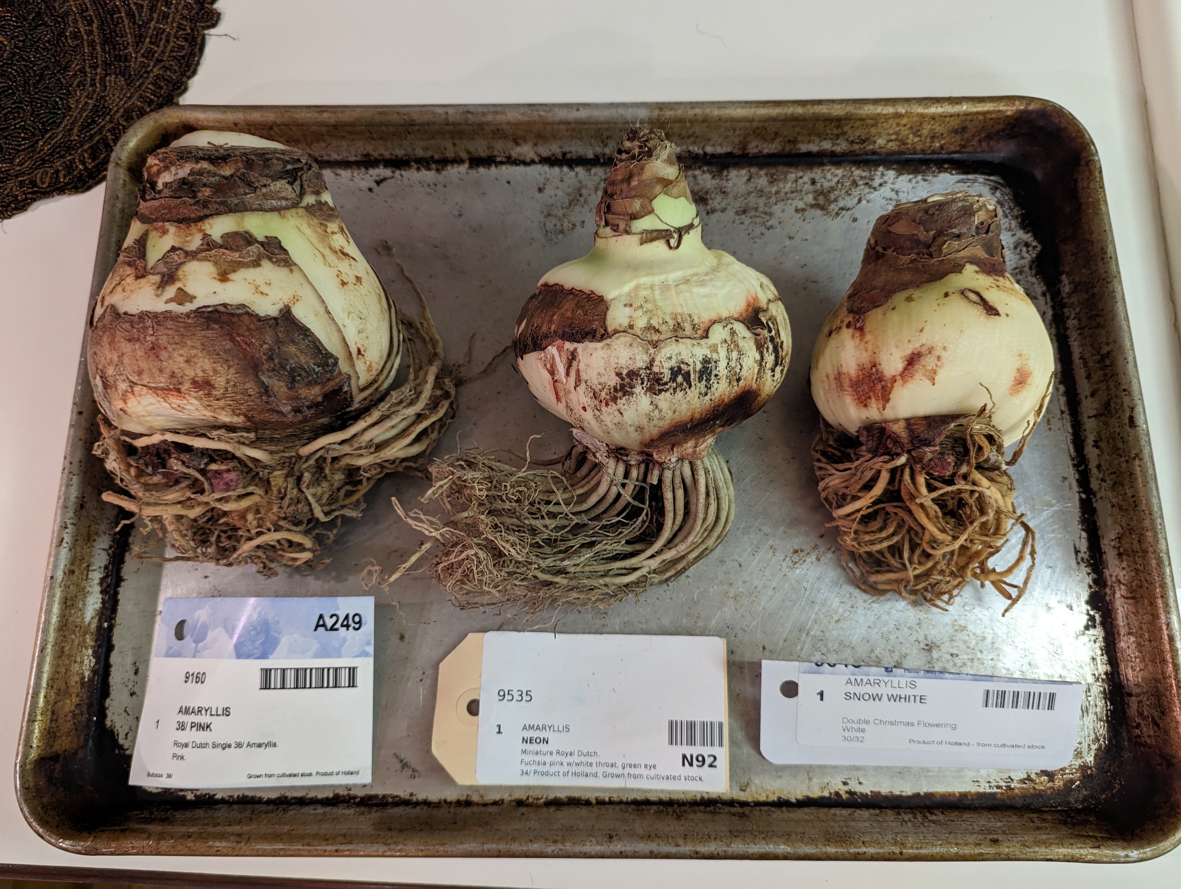 Amaryllis bulbs in a metal tray before being potted.